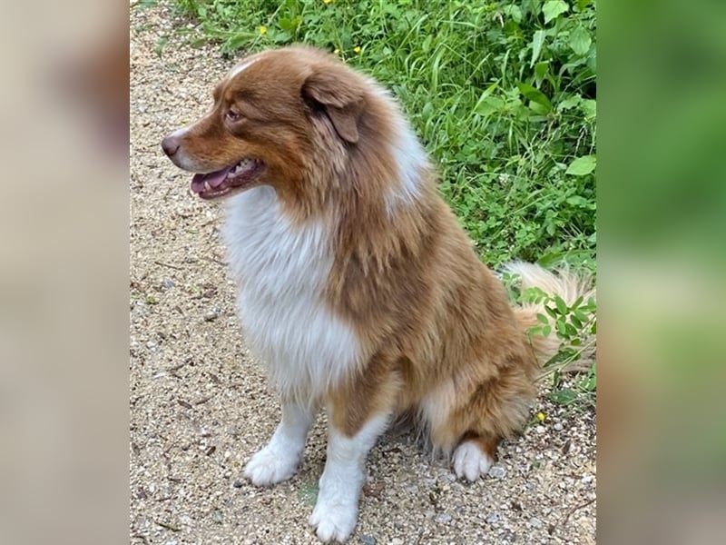 Australian Shepherd Deckrüde, ASCA , DNA VP, red tri, FREI von Gendefekten