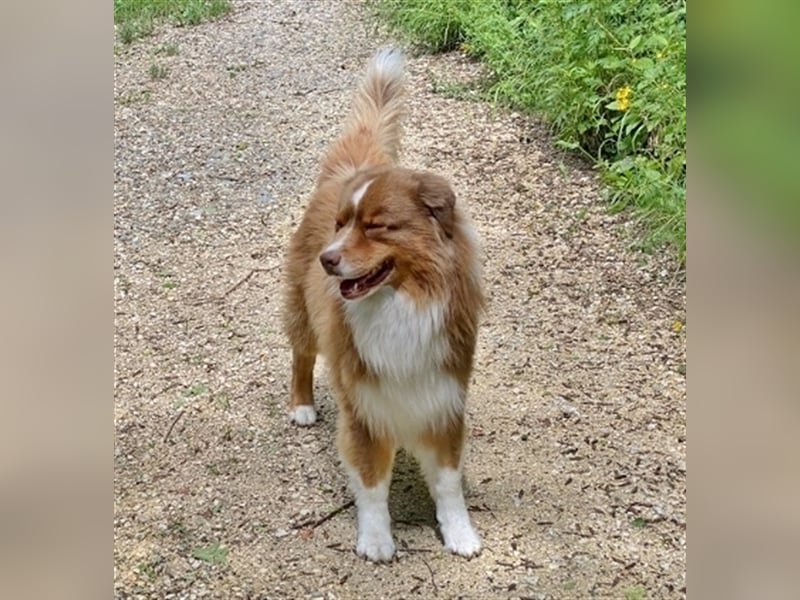 Australian Shepherd Deckrüde, ASCA , DNA VP, red tri, FREI von Gendefekten