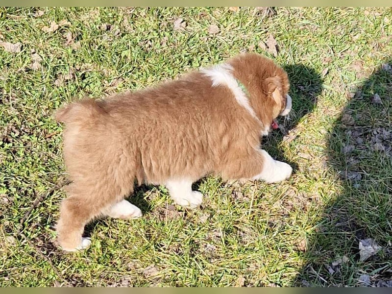 Skuddenhof Aussie´s