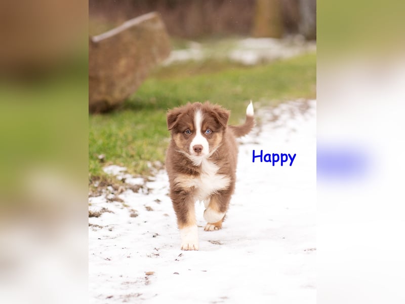 Zuckersüße Australian Shepherd Welpen ASCA