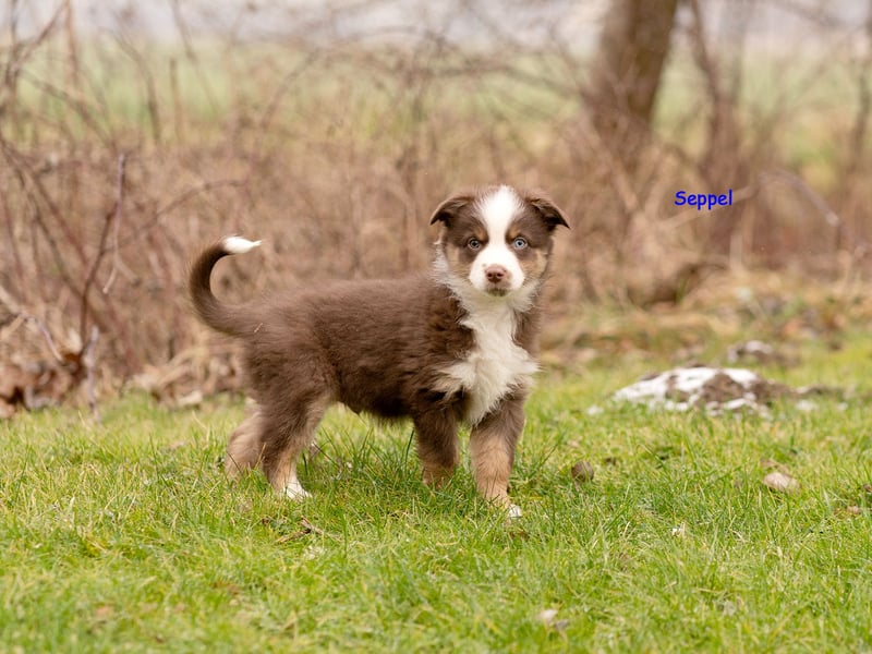 Zuckersüße Australian Shepherd Welpen ASCA
