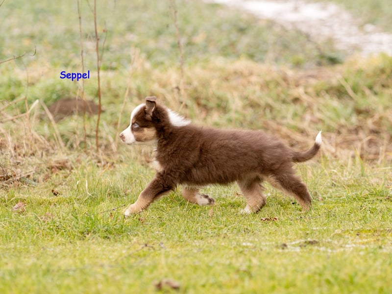 Zuckersüße Australian Shepherd Welpen ASCA