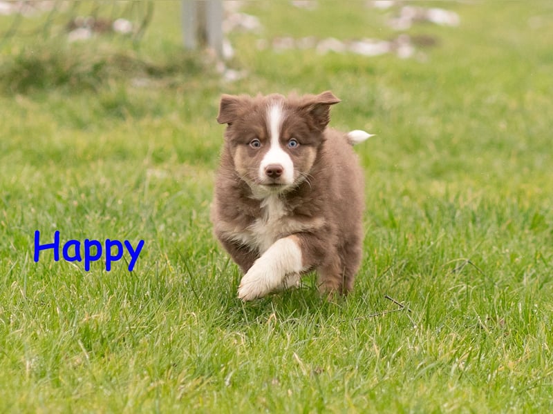 Zuckersüße Australian Shepherd Welpen ASCA