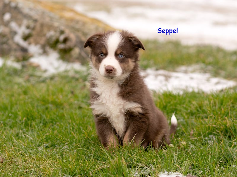 Zuckersüße Australian Shepherd Welpen ASCA
