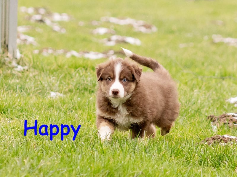 Zuckersüße Australian Shepherd Welpen ASCA