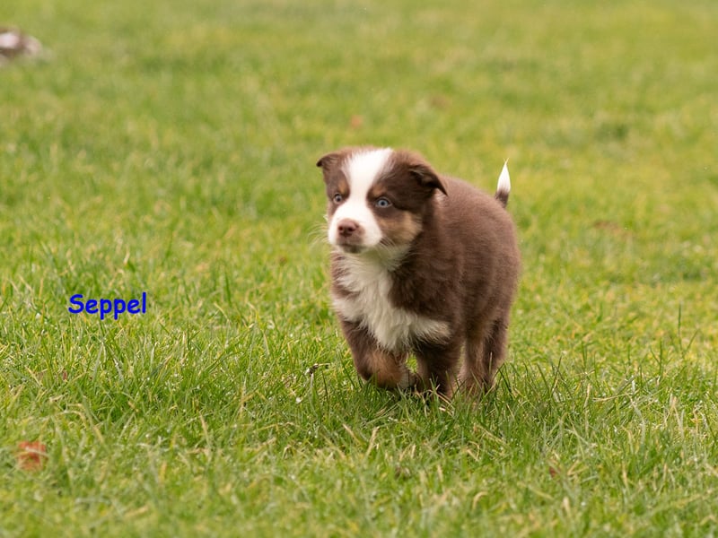 Zuckersüße Australian Shepherd Welpen ASCA