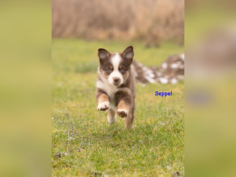 Zuckersüße Australian Shepherd Welpen ASCA