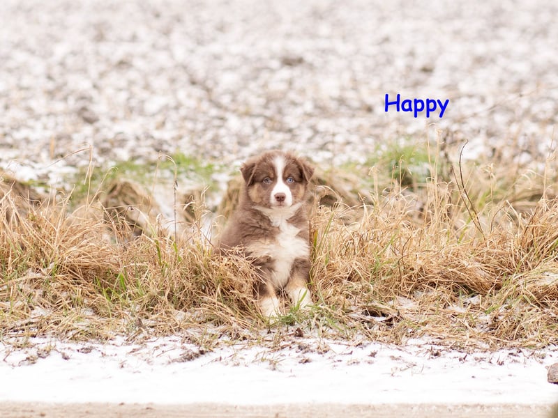 Zuckersüße Australian Shepherd Welpen ASCA