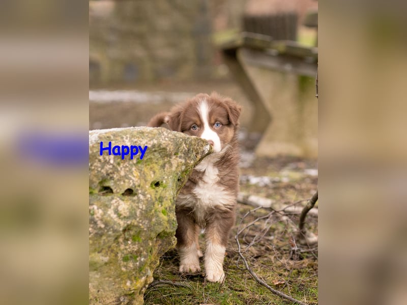 Zuckersüße Australian Shepherd Welpen ASCA