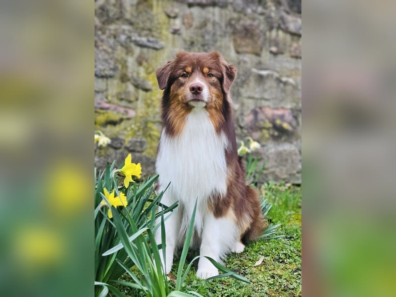 Australian Shepherd Deckrüde in Red Tri reine exklusive Showlinie  /ASCA und FCI Pedigree -