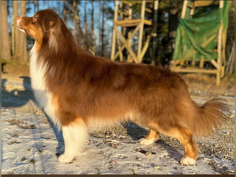 Australian Shepherd Deckrüde in Red Tri reine exklusive Showlinie  /ASCA und FCI Pedigree -