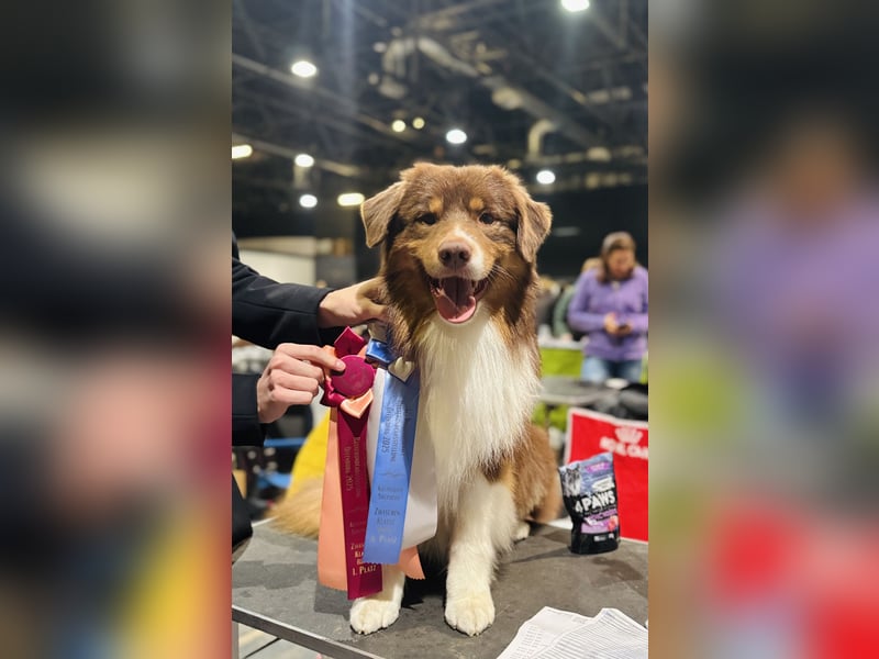 Australian Shepherd Deckrüde in Red Tri reine exklusive Showlinie  /ASCA und FCI Pedigree -