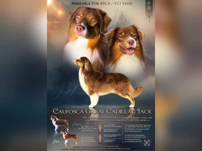 Australian Shepherd Deckrüde in Red Tri reine exklusive Showlinie  /ASCA und FCI Pedigree -