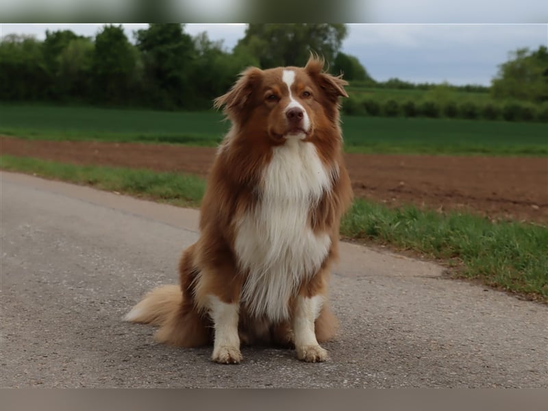 Australian Shepherd Deckrüde mit ASCA Papieren