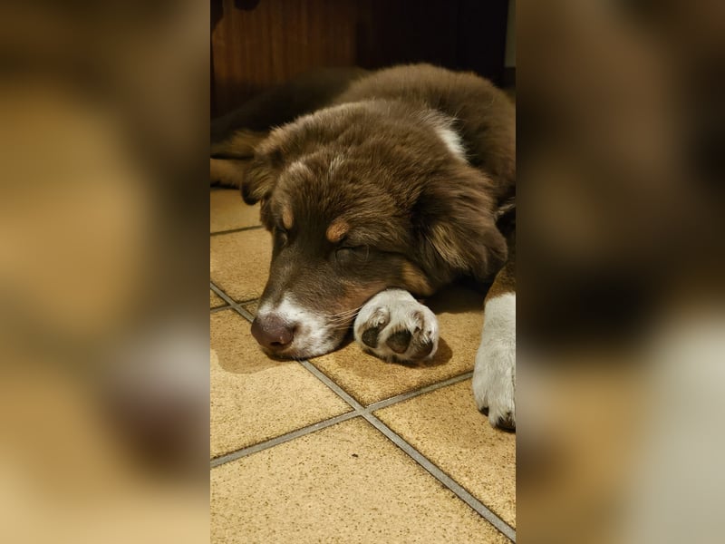 Milo - Junger Australien Shepard Rüde