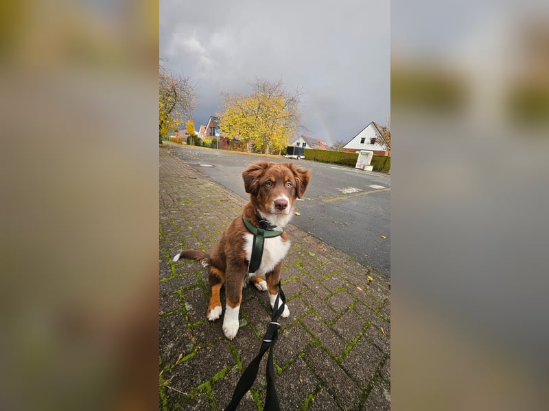 Milo - Junger Australien Shepard Rüde