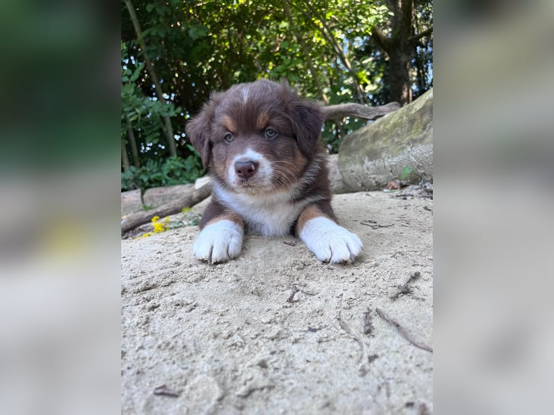 Milo - Junger Australien Shepard Rüde