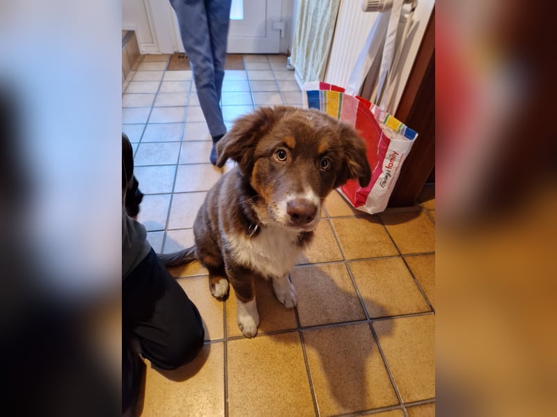 Milo - Junger Australien Shepard Rüde