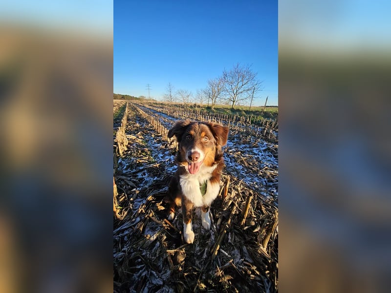 Milo - Junger Australien Shepard Rüde
