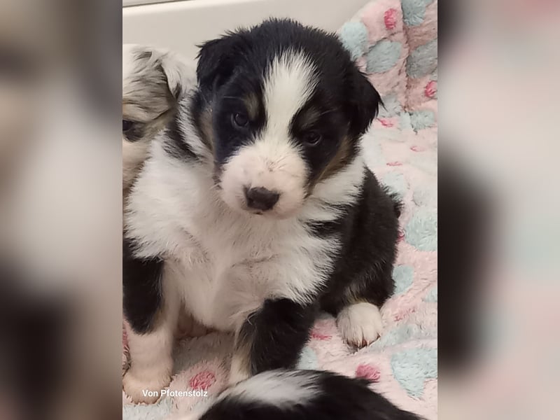 Australian Shepherd Welpen