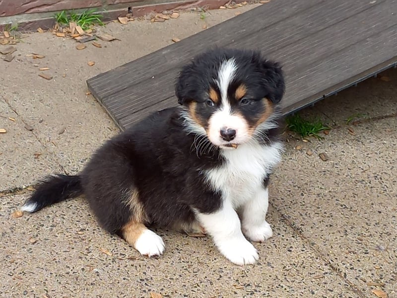 Australian Shepherd Welpen