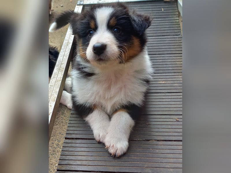 Australian Shepherd Welpen