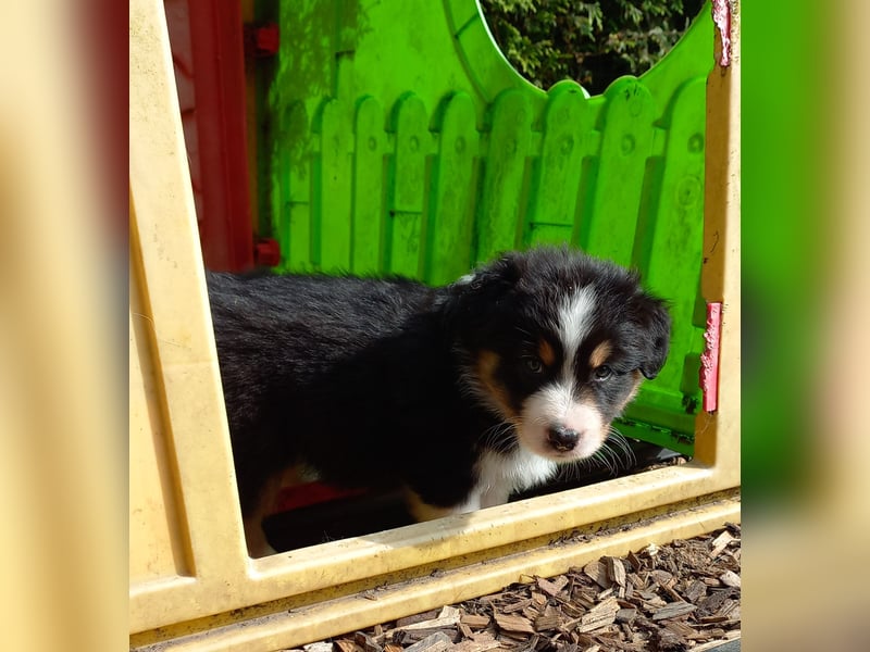 Australian Shepherd Welpen