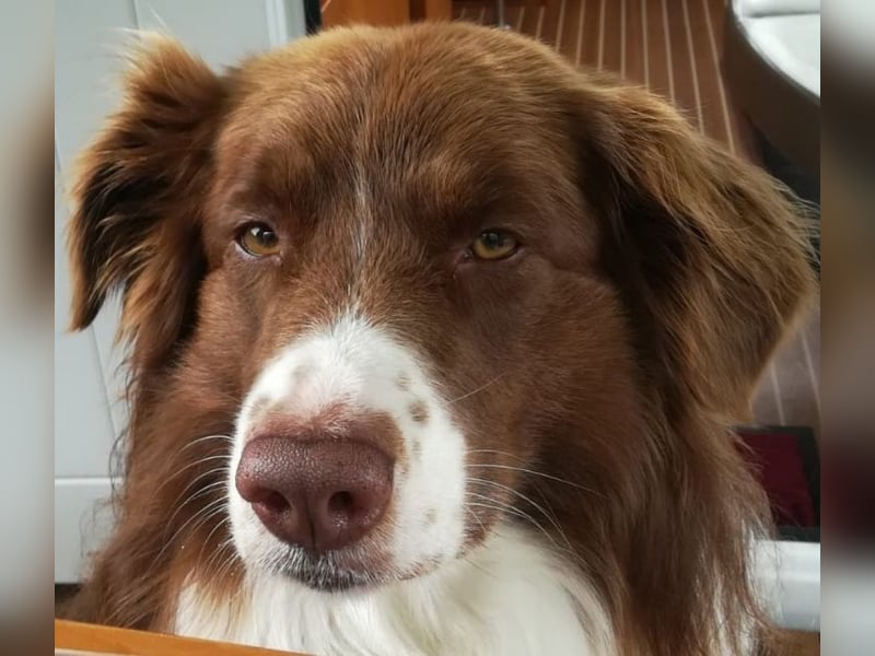 Deckrüde Australian Shepherd