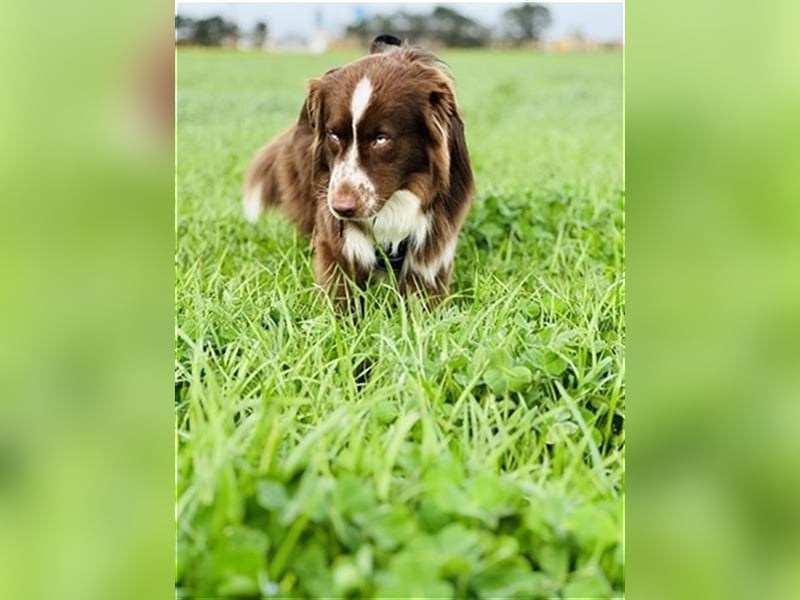 Deckrüde Australian Shepherd Red Bi
