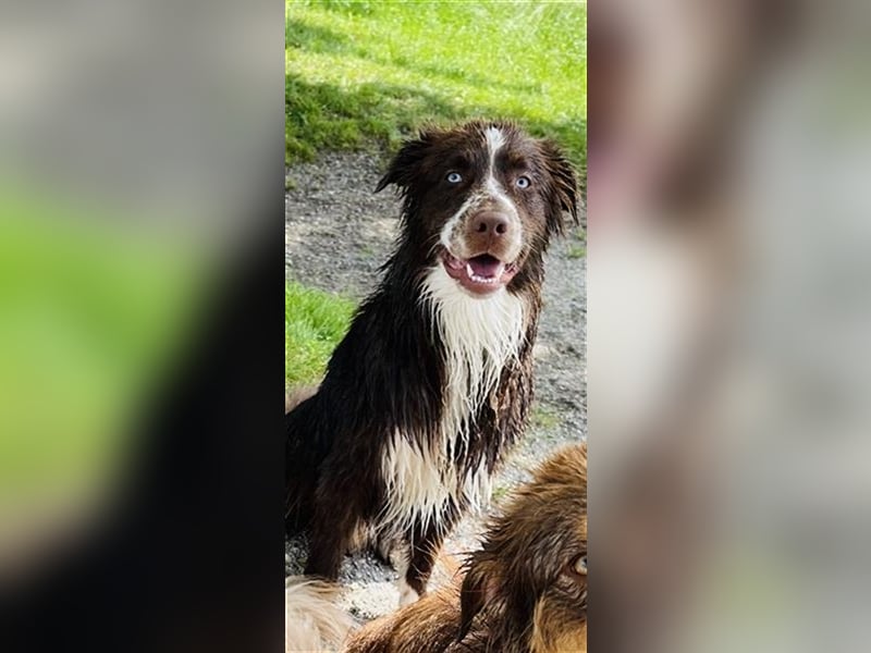 Deckrüde Australian Shepherd Red Bi