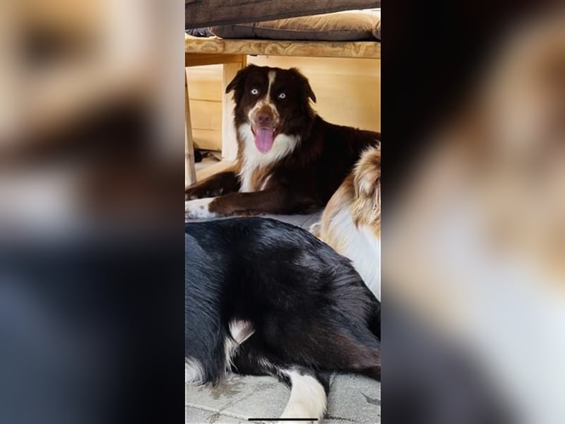 Deckrüde Australian Shepherd Red Bi