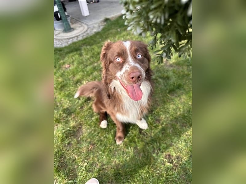 Deckrüde Australian Shepherd Red Bi