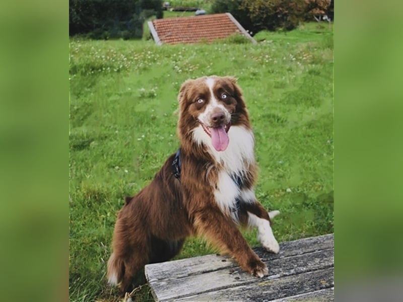 Deckrüde Australian Shepherd Red Bi