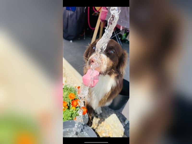 Deckrüde Australian Shepherd Red Bi