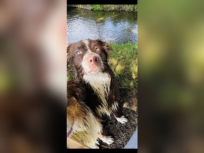 Deckrüde Australian Shepherd Red Bi