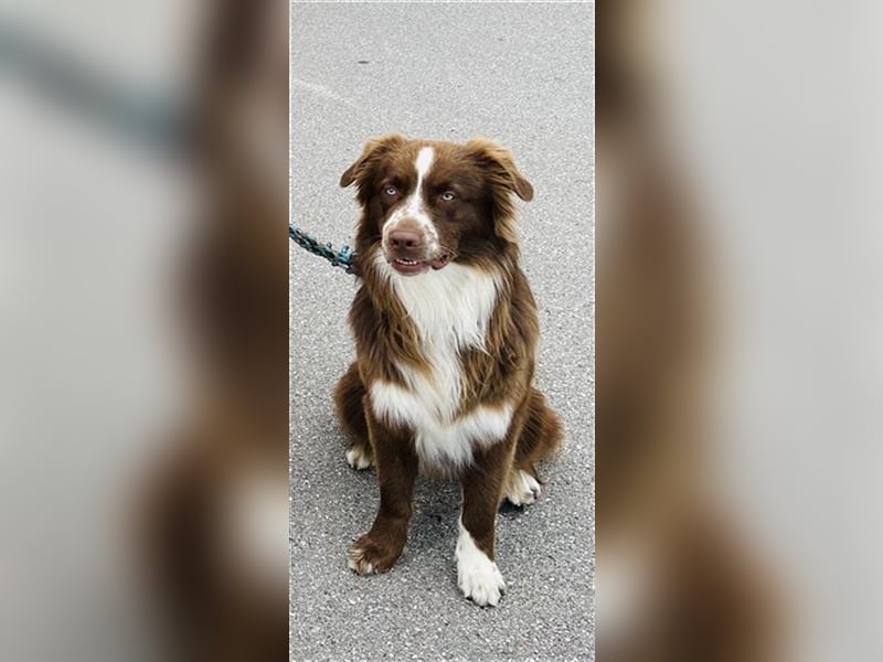 Deckrüde Australian Shepherd Red Bi