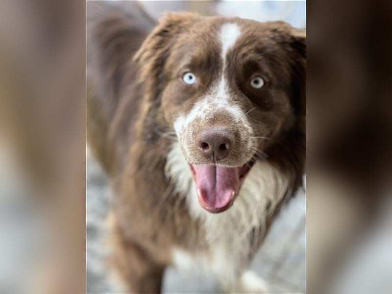 Deckrüde Australian Shepherd Red Bi