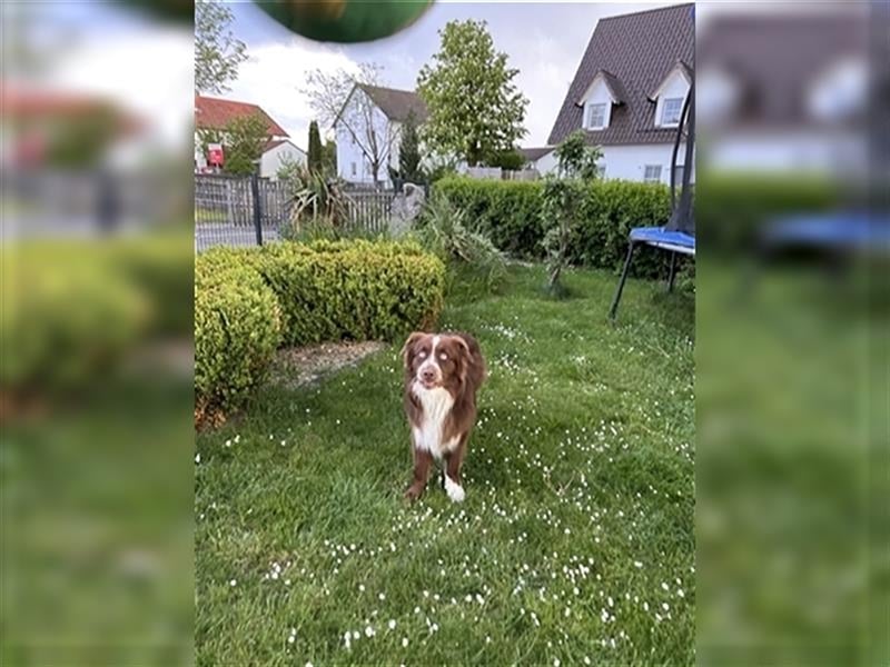Deckrüde Australian Shepherd Red Bi