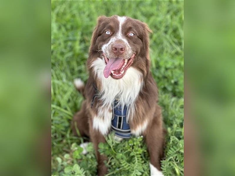 Deckrüde Australian Shepherd Red Bi