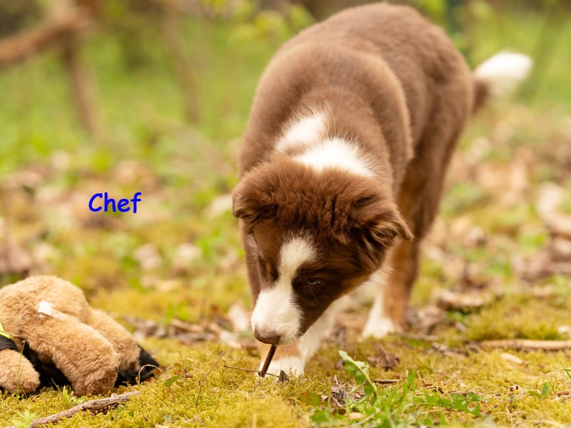 Australian Shepherd Welpen Rüden, ASCA