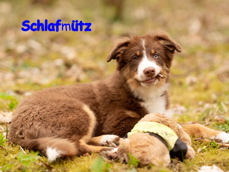 Australian Shepherd Welpen Rüden, ASCA