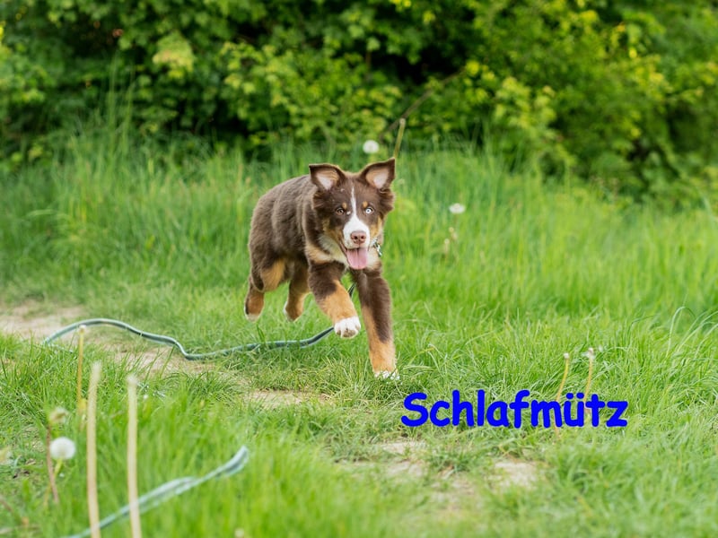 Australian Shepherd Welpen Rüden, ASCA