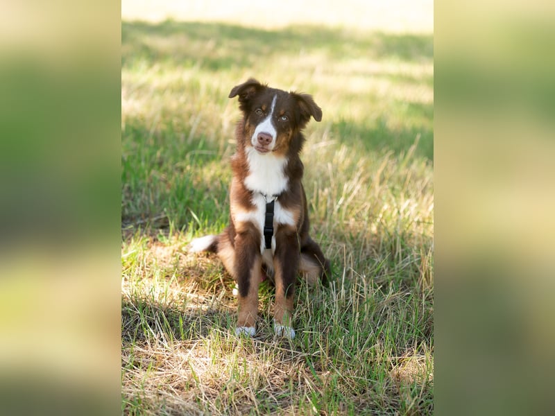 Australian Shepherd Welpe Rüden, ASCA