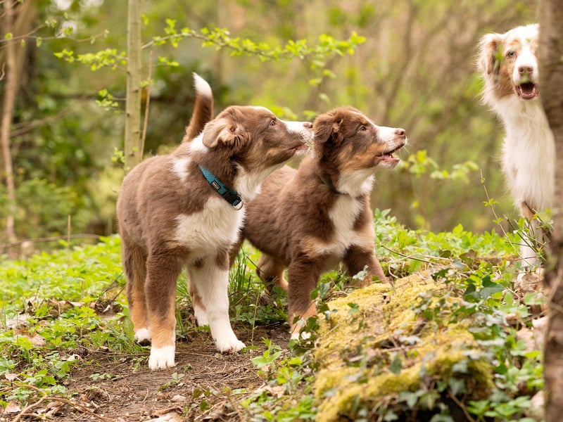 Australian Shepherd Welpen Rüden, ASCA