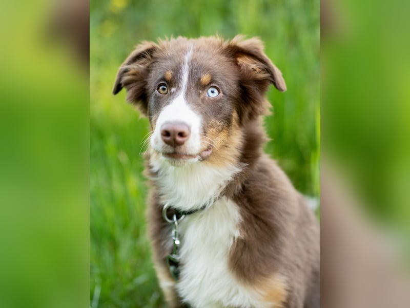 Australian Shepherd Welpen Rüden, ASCA