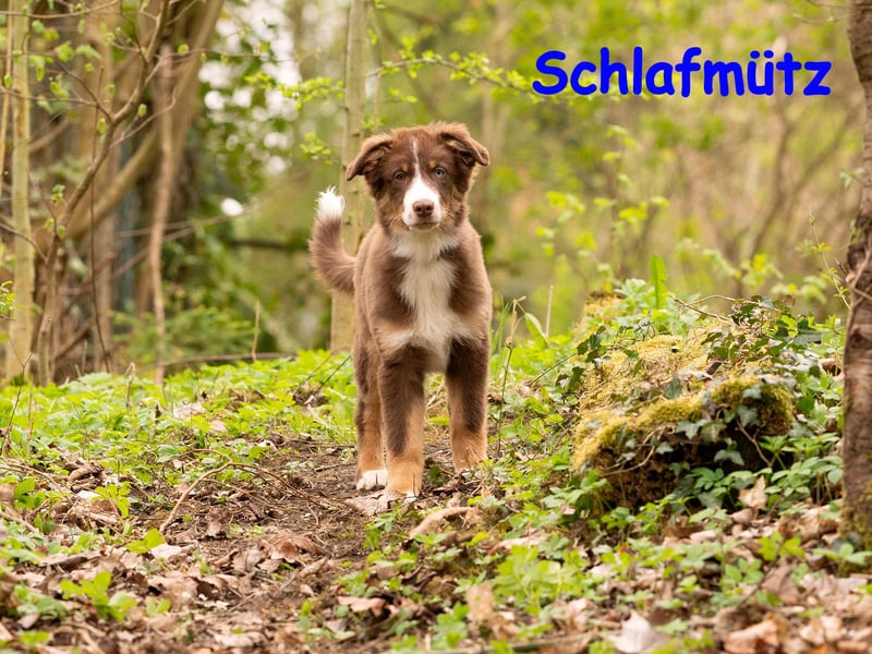 Australian Shepherd Welpen Rüden, ASCA