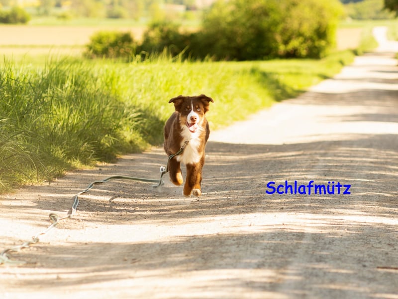 Australian Shepherd Welpen Rüden, ASCA