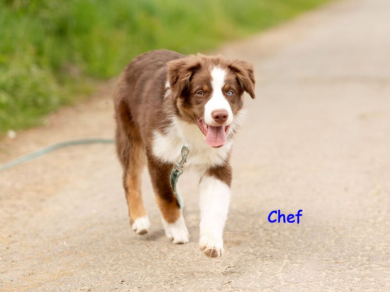 Australian Shepherd Welpen Rüden, ASCA