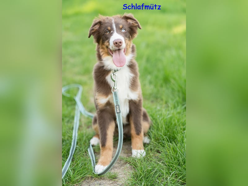 Australian Shepherd Welpen Rüden, ASCA