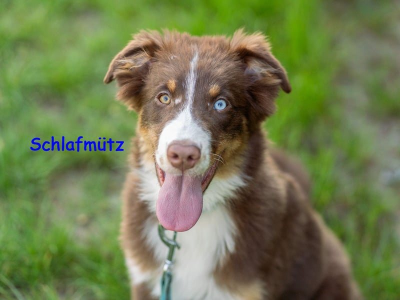 Australian Shepherd Welpen Rüden, ASCA